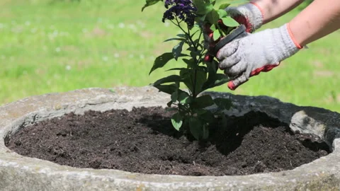 Planing flower Stock Footage 89710486