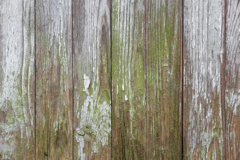 Plank covered in moss as background Stock Photos
