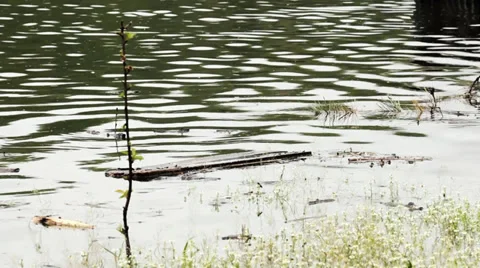 Plank floating on the surface of the lake after the storm. Flooding village. Stock Footage 37363398