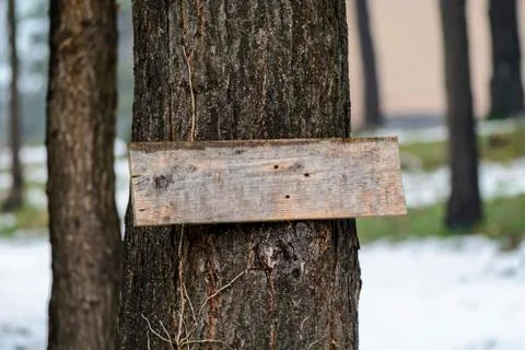Plank on a tree close up, place for text. Stock Photos