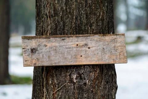 Plank on a tree close up, place for text. Stock Photos