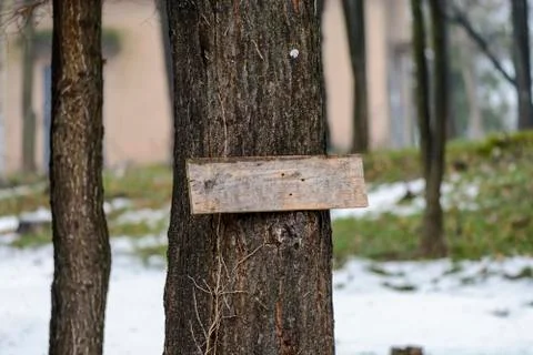 Plank on a tree close up, place for text. 스톡 사진