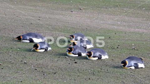 Planking King penguins, aptenodytes patagonicus, Saunders, Falkland Islands Stock Photos