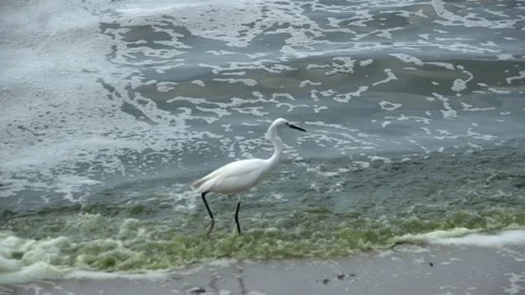 Plankton bloom polution Stock Footage 266824434