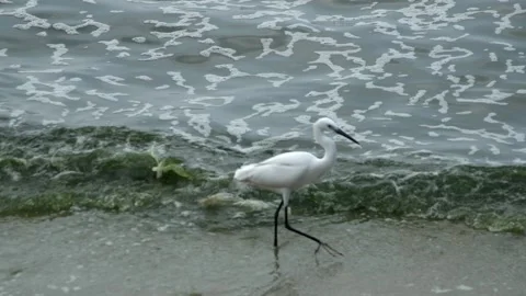 Plankton bloom polution Video stock 266825305
