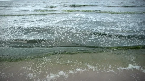 Plankton bloom polution Stock Footage 266826575
