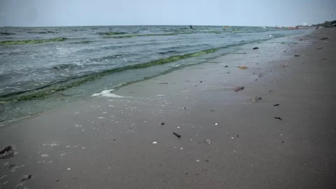 Plankton bloom polution Stock Footage 266827250