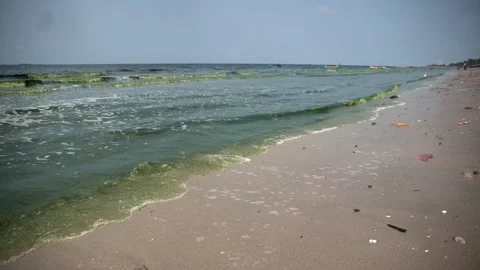 Plankton bloom polution Stock Footage 266827922