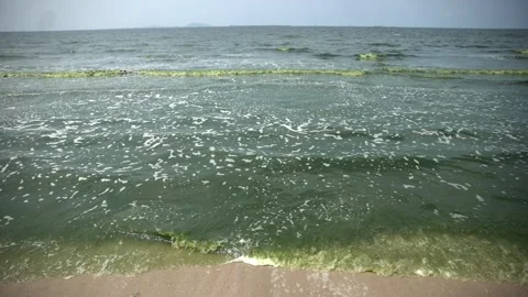 Plankton bloom polution Stock Footage 266869620