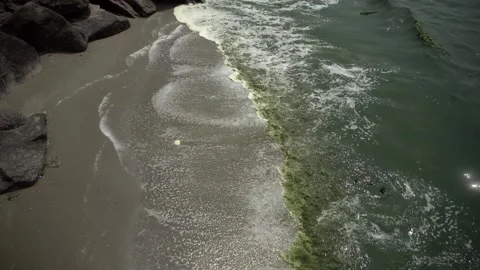 Plankton bloom polution Stock Footage 266886183