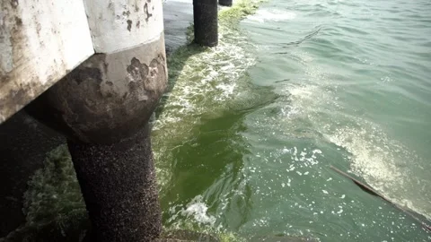 Plankton bloom polution Stock Footage 266886832