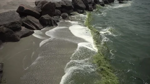 Plankton bloom polution Stock Footage 266888396