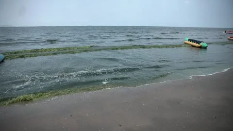 Plankton bloom polution Stock Footage 266892489