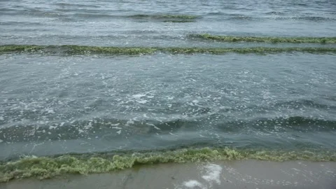 Plankton bloom polution Stock Footage 266893857