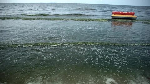 Plankton bloom polution Stock Footage 266921414
