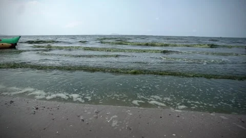 Plankton bloom polution Stock Footage 266925733