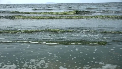Plankton bloom polution Stock Footage 266926784