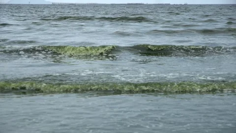 Plankton bloom polution Video stock 266927915