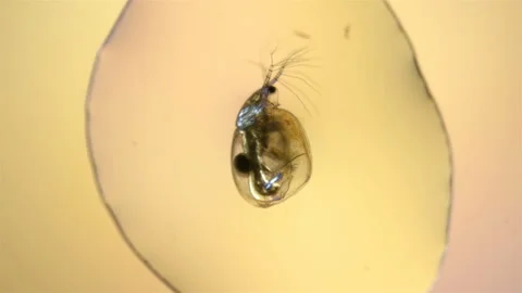 Plankton, Daphnia under the microscope in a drop of water Stock Footage 112449261