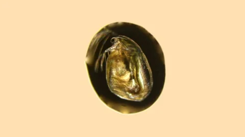 Plankton, Daphnia under the microscope in a drop of water Stock Footage 112467385