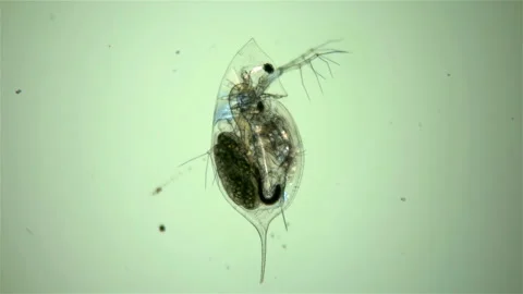 Plankton, Daphnia under the microscope Stock Footage 110762246