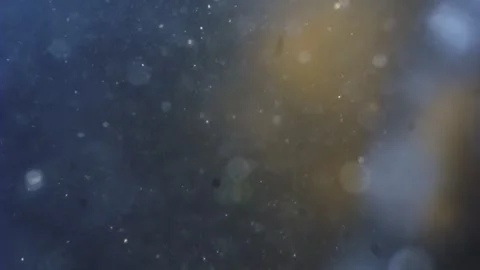 Plankton drifts among tiny particles in water, a macro perspective on the d.. 스톡 동영상 270148943