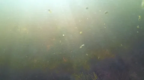Plankton Floating to Algae in Muddy Water of the Swamp 스톡 동영상 60444799