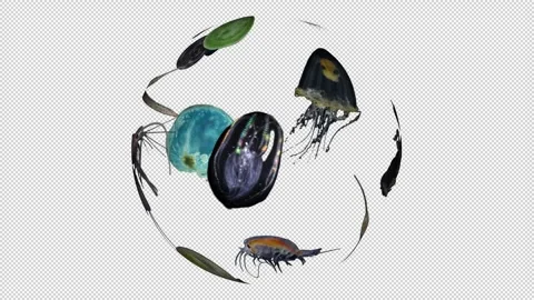 Plankton Stock Footage 337800302