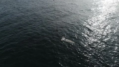 Plankton Net Stock Footage 150506798