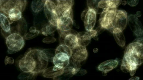 Plankton,transparent cells,tiny microbes under Microscope. 库存影片 810319