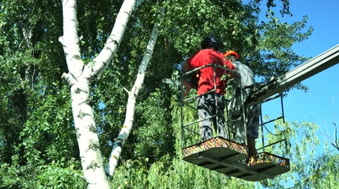 Planned cut down a tree. Stock Footage 52687223