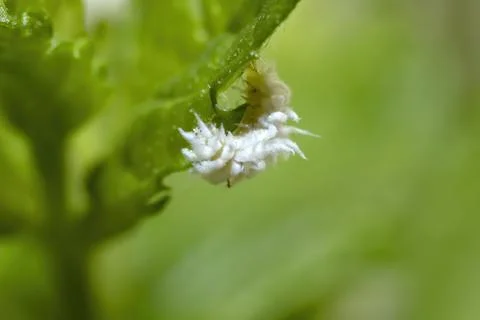 Planococcus citri, commonly known as the citrus mealybug isolated, photo on.. Foto stock