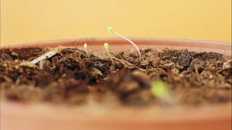 Plans in a pot. Time lapse. Stock Footage 194976267
