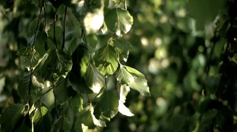 Plant 01 Stock Footage 8688257