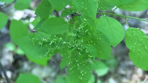 Plant 01 스톡 동영상 82872485