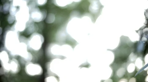 Plant 02 Stock Footage 8688260