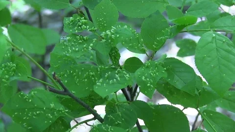 Plant 02 스톡 동영상 82872487