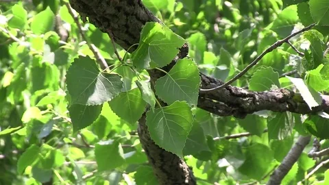 Plant 03 스톡 동영상 82872497