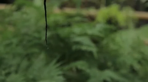 Plant 1 Stock Footage 11701478