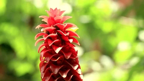 Plant 1 스톡 동영상 77755168