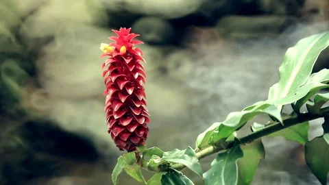 Plant 1 스톡 동영상 77765120