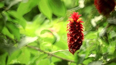 Plant 1 스톡 동영상 77775366