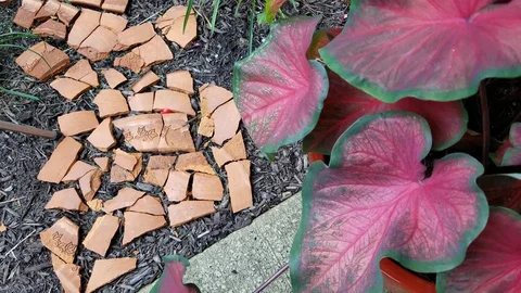 Plant 1 Stock Footage 95505197