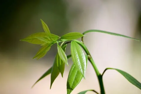 Plant-1 Stock Photos
