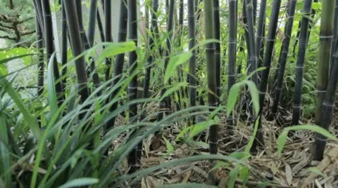 Plant 10 Stock Footage 20467886