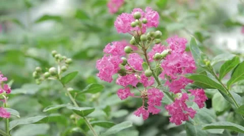 Plant 11 Stock Footage 20468408