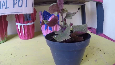 Plant 11 Stock Footage 299385498