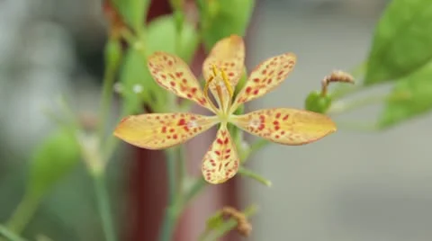 Plant 12 Stock Footage 20468549