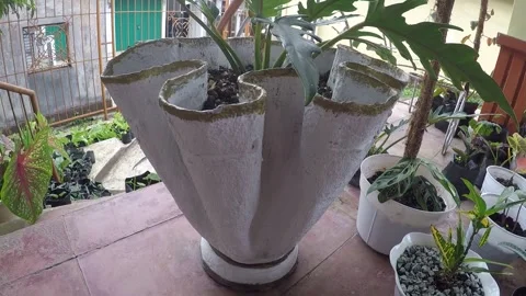 Plant 12 Stock Footage 299386432