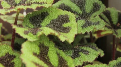 Plant 14 Stock Footage 20486516